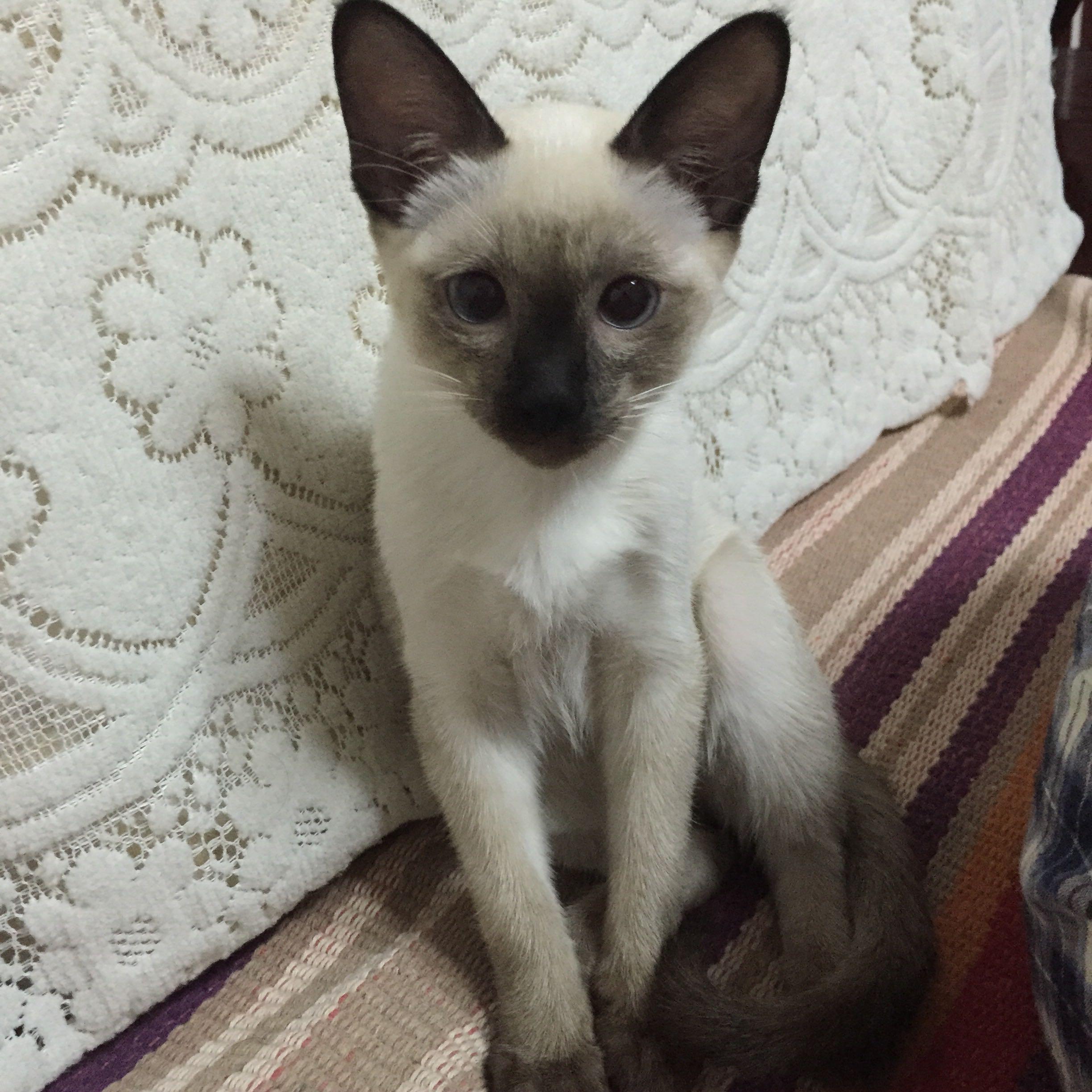 脾气暴躁的妈妈坚持要求我们把养的猫处理掉,