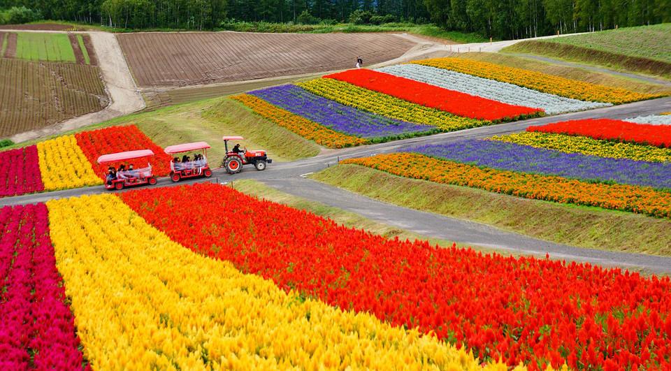 雪国之外，夏天的北海道还可以这么玩? 知乎