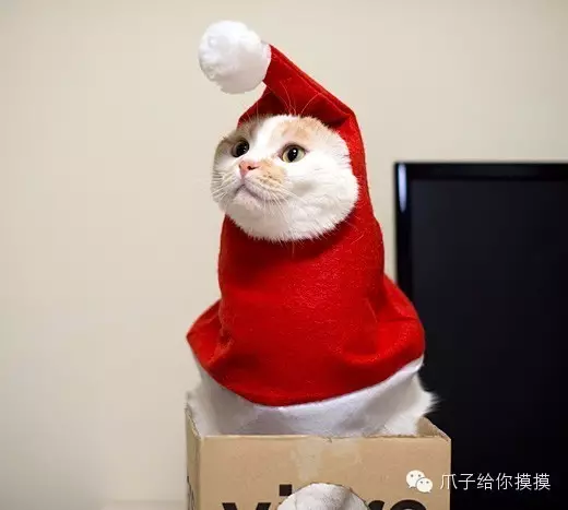 你收藏了哪些有关猫的好看的图片?