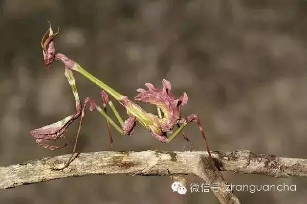 外国人のような体型になろう筋力 ...