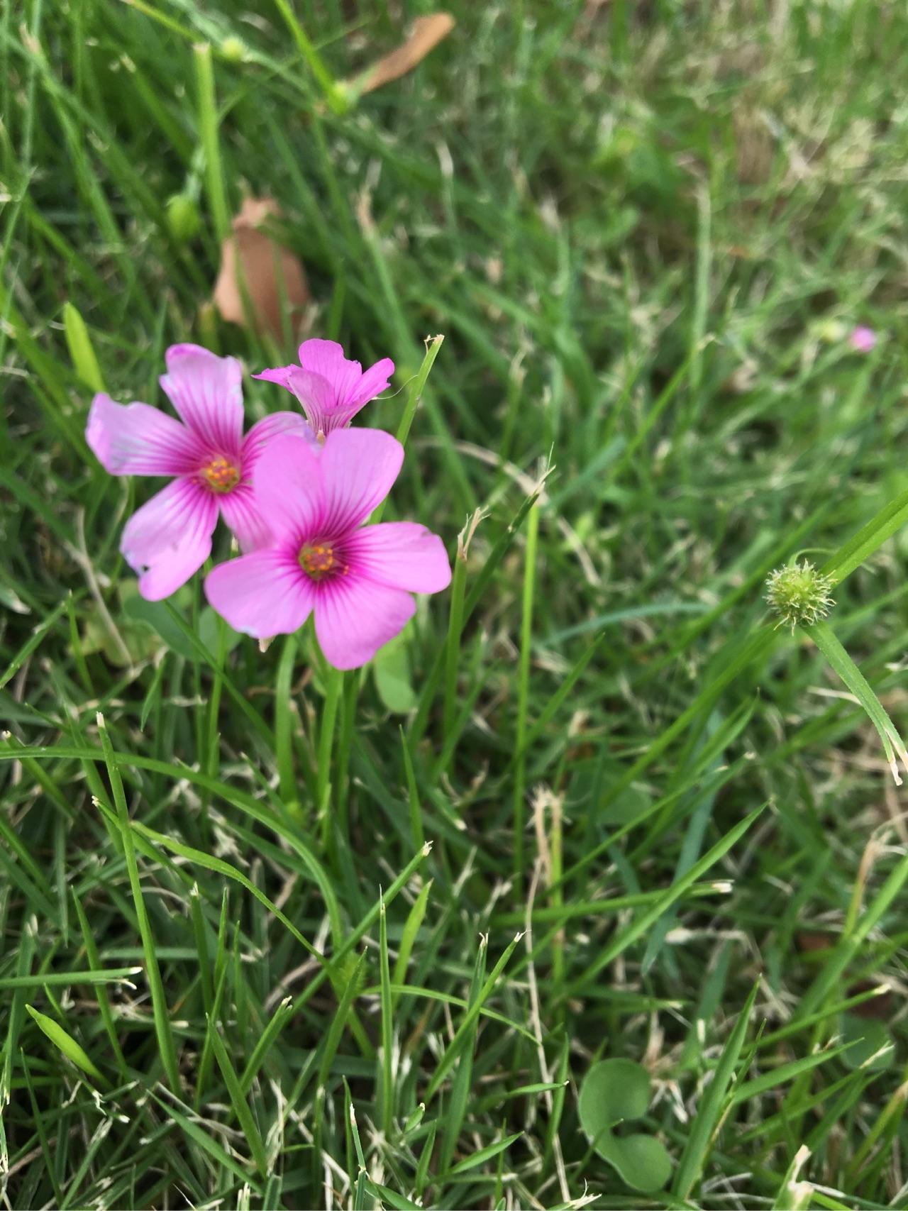 西部计划志愿者待遇怎么样?