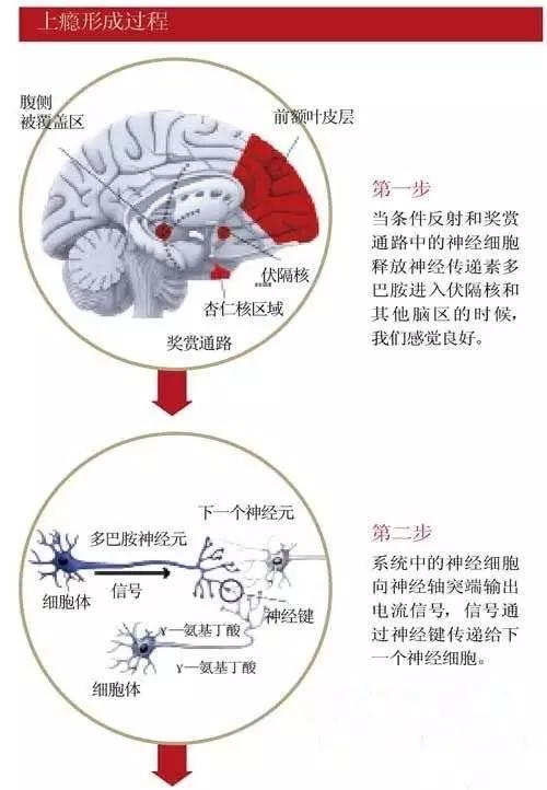 多巴胺作用