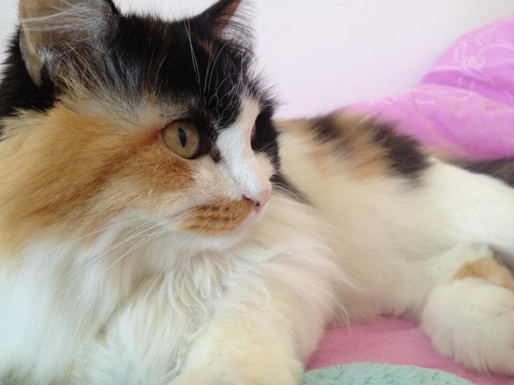 猫挨打后会记住么? - 至尊宝的回答 - 知乎