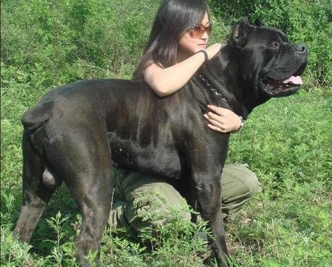 犬- 收藏夹 - 知乎