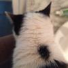 猫没有恐高吗 如何防止猫跳楼 知乎 猫没有恐高吗 如何防止猫跳楼 知乎