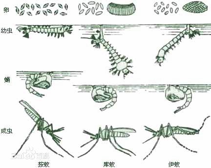 三種蚊子卵的形態,孑孓在水面呼吸的樣子和成蟲吸血停留的姿態都不一