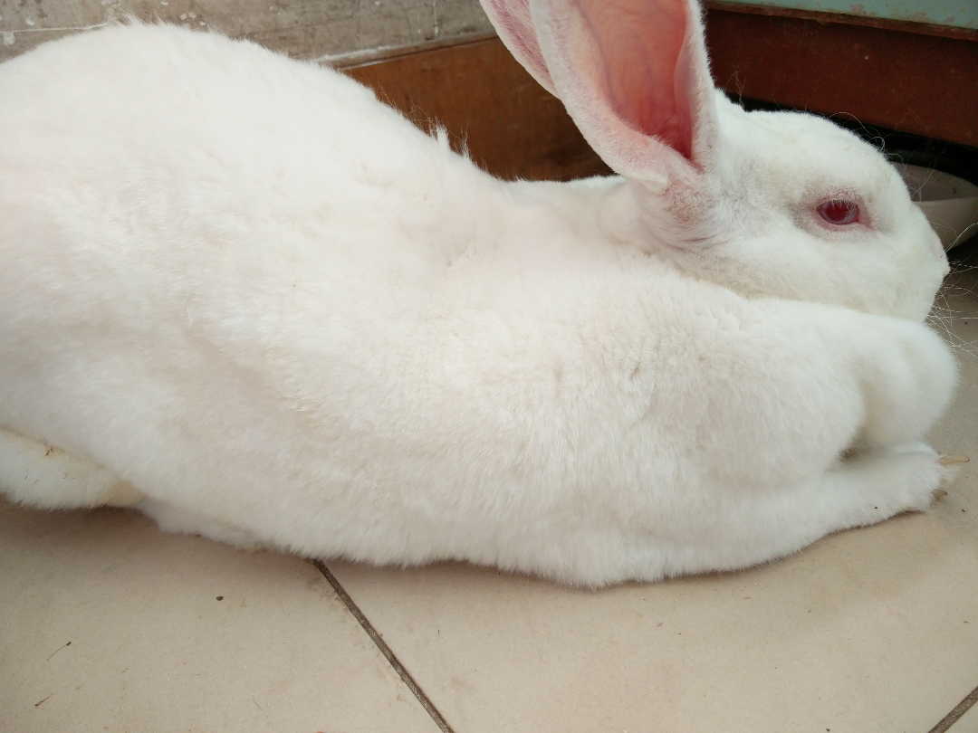 兔子颈部的肉瘤是什么?