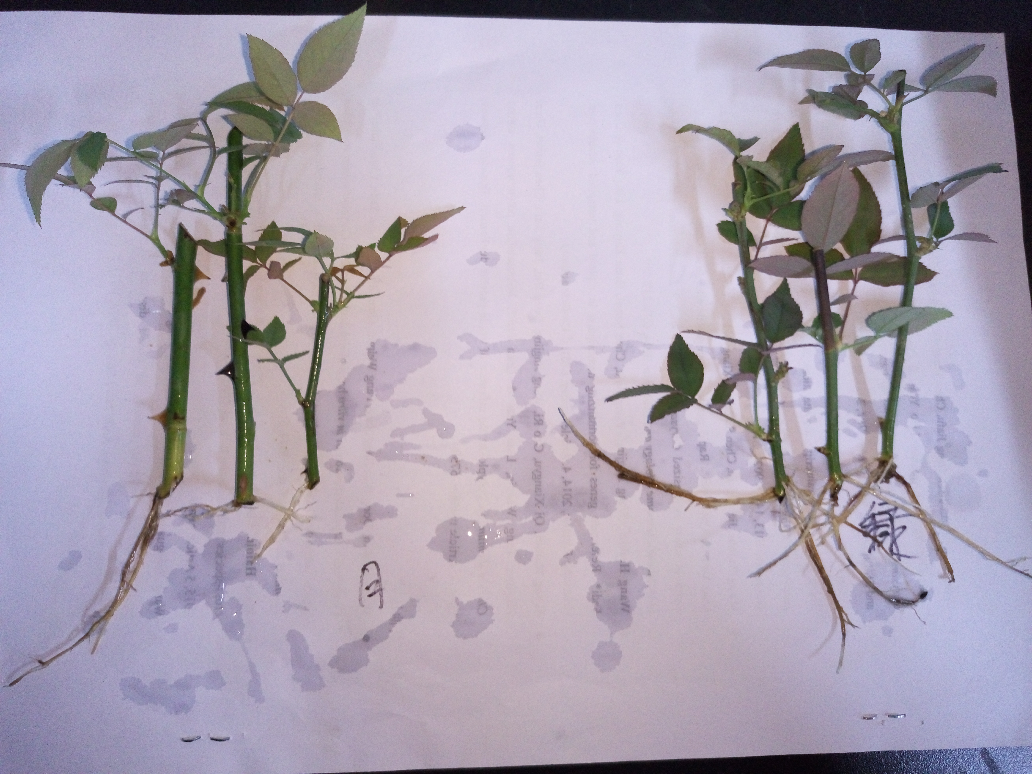 家庭园艺师的就业前景如何?市场需求量大么?