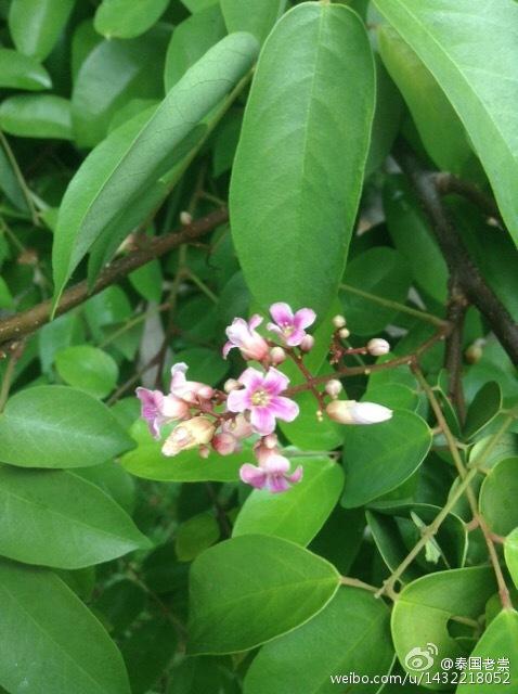 星星果starfruit杨桃