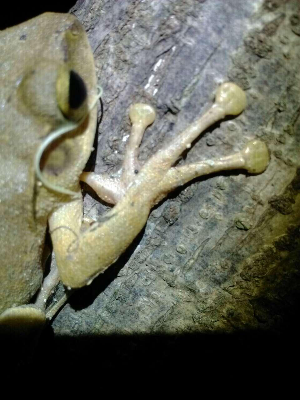 认蛤斑腿泛树蛙