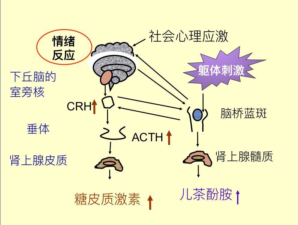 为什么在医学上很多病变原因都会提到“压力过大”难道身体病变会和人的心情有关? - 知乎