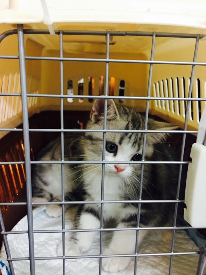 什么宠物猫最黏人 d862f7b08309aea435f658c78617b4ec_r.jpg