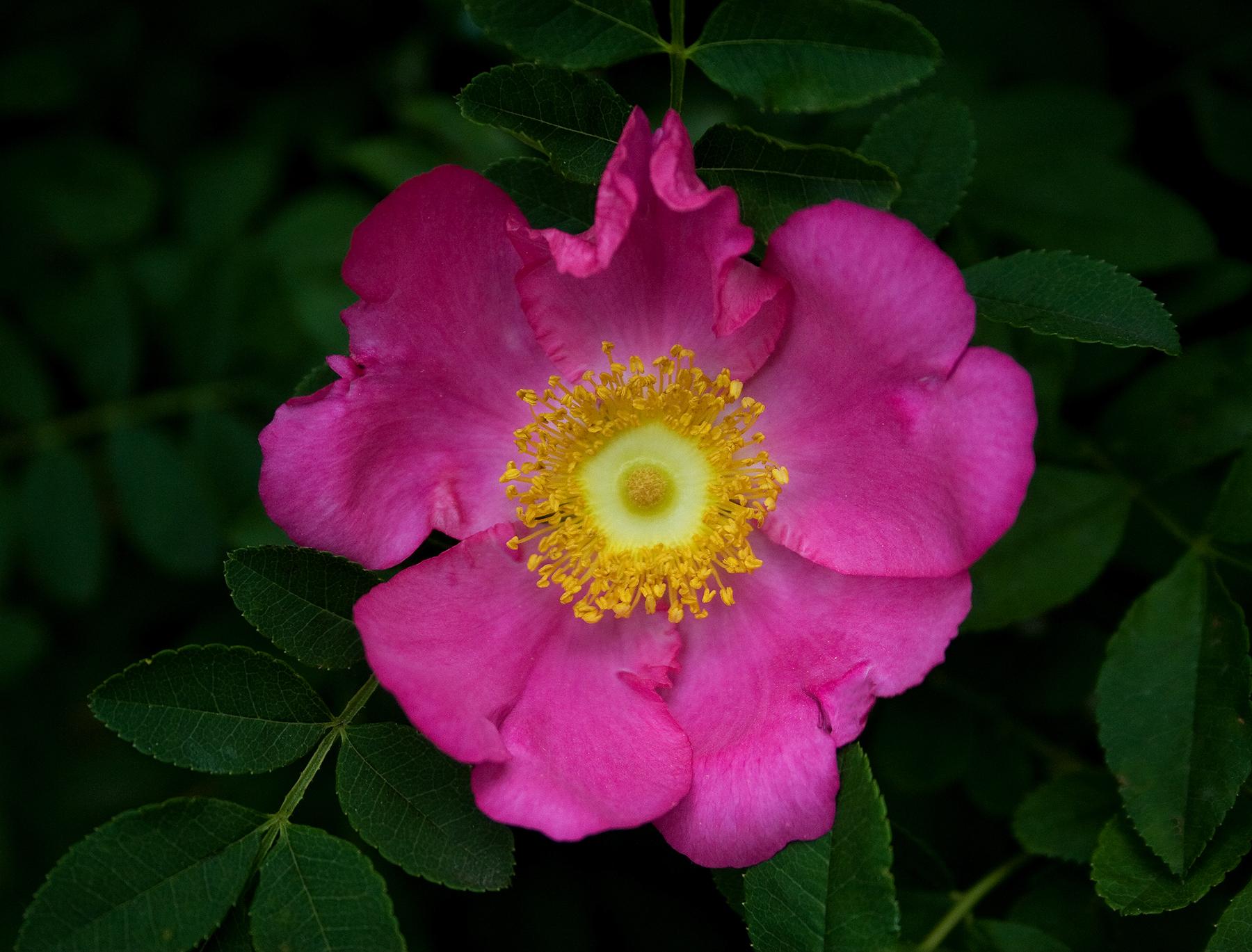 【花名册】送春归,十六夜蔷薇 - 知乎