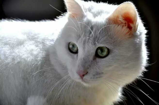 这是什么品种的猫咪,吃猫粮一般能活多少年?