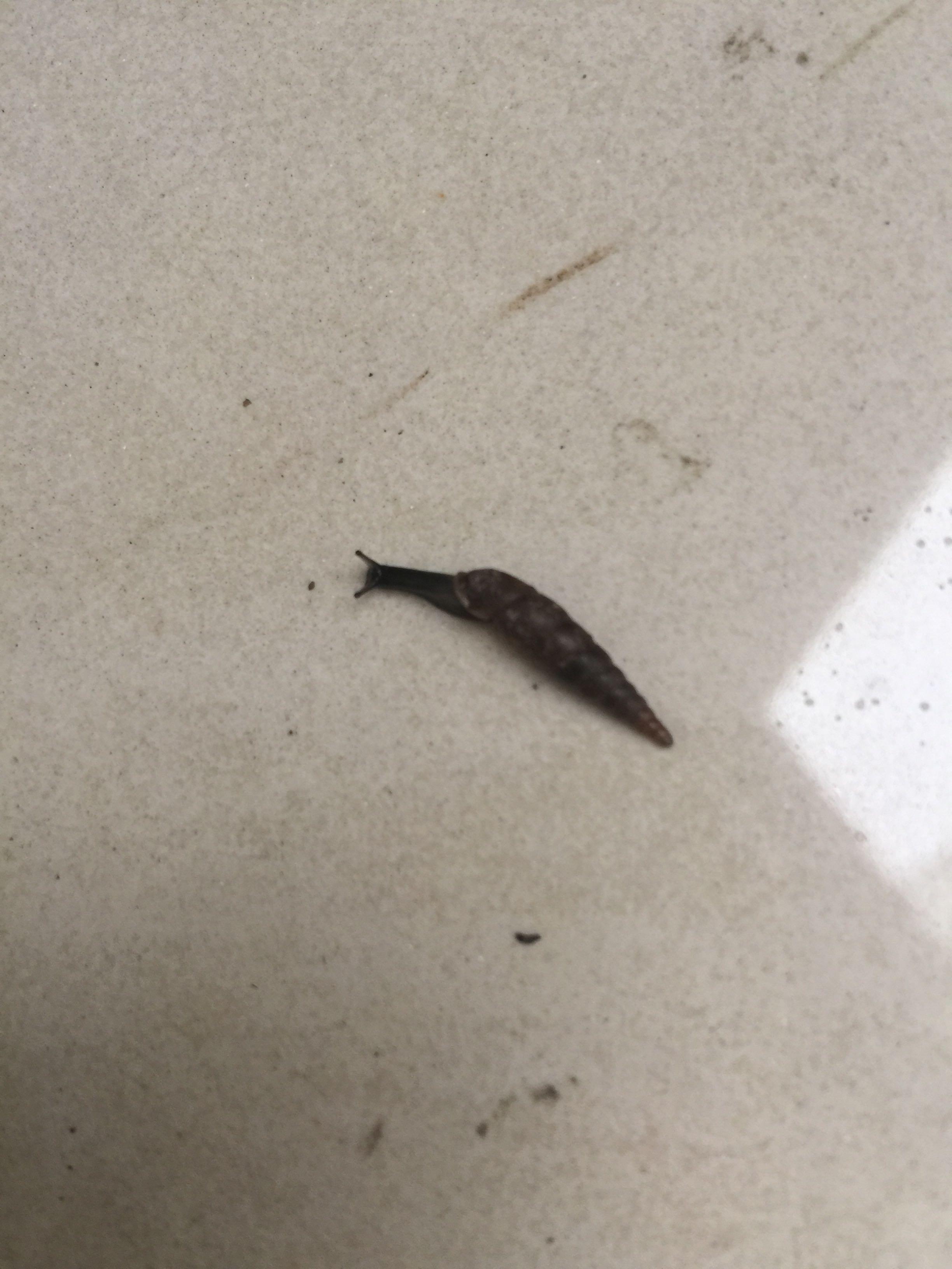 下雨天后墙上都是,但不像一般蜗牛那样圆的,是细长的,还特别小,1cm