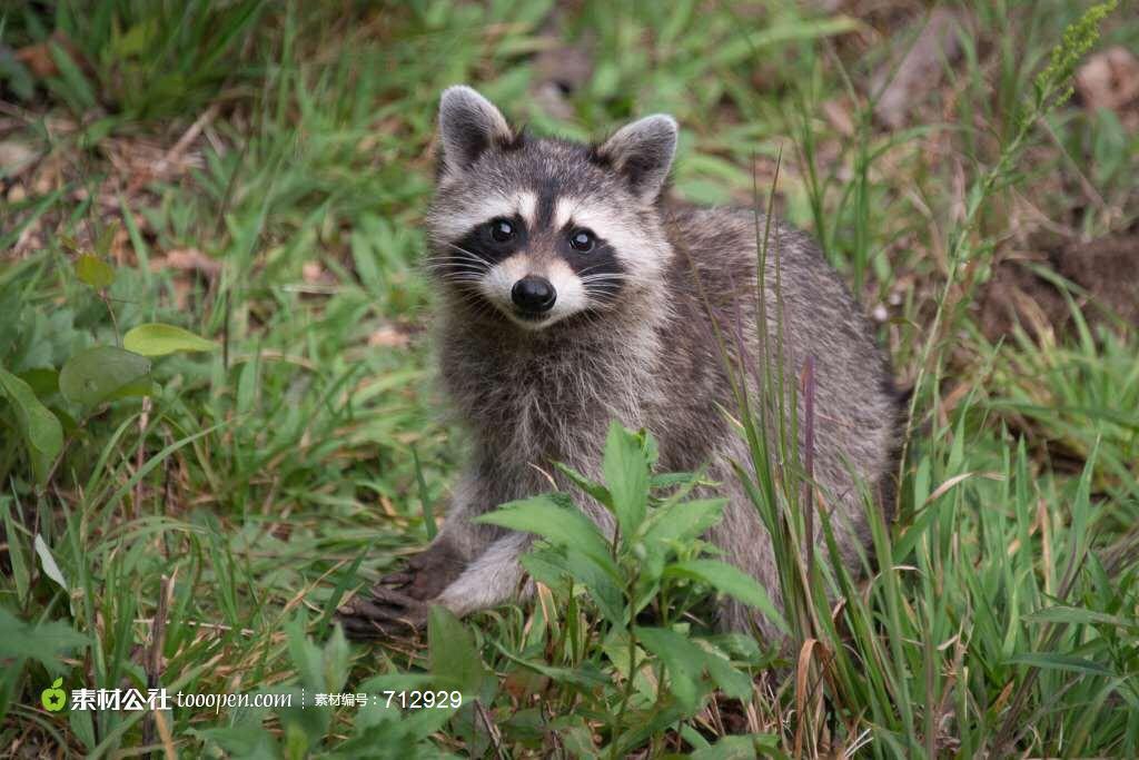 小熊猫和熊猫到底什么关系?它和浣熊有关系吗