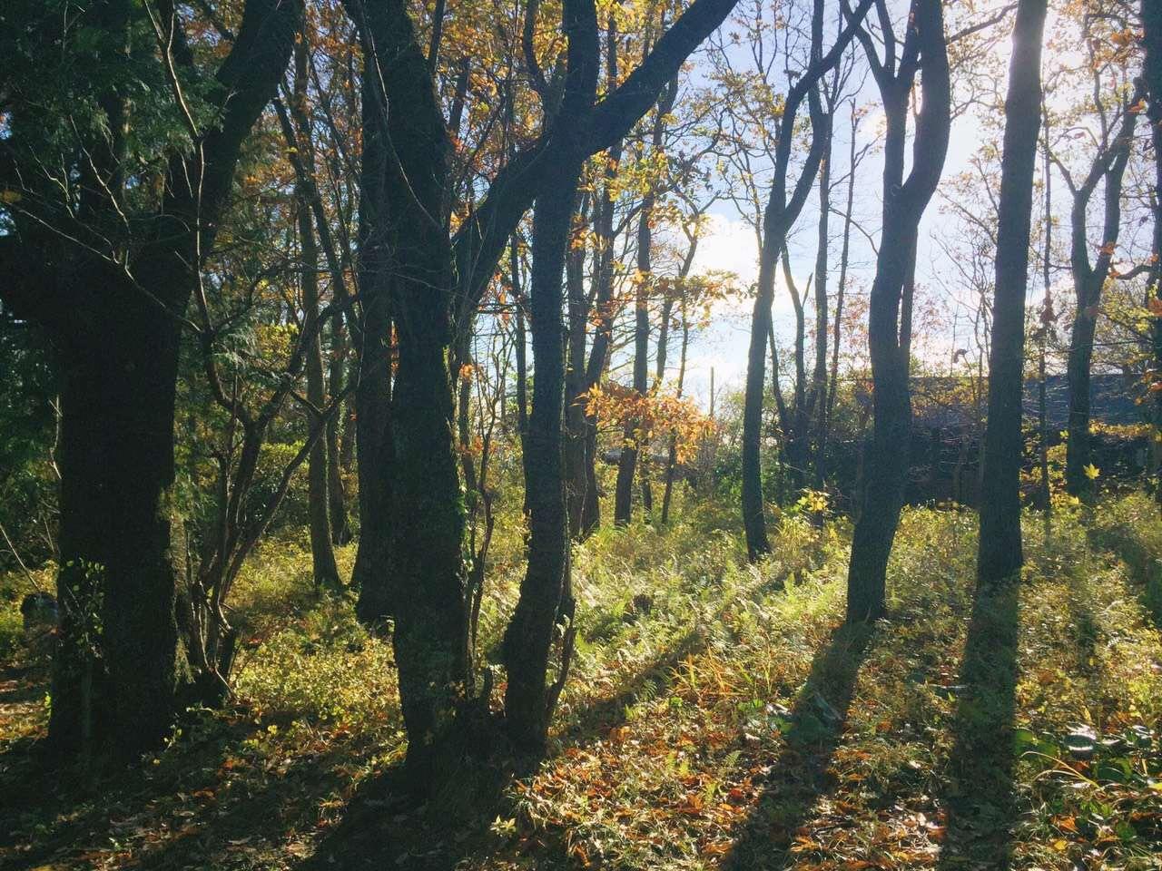 想去日本自由行 是报团还是自己买机票 有什么