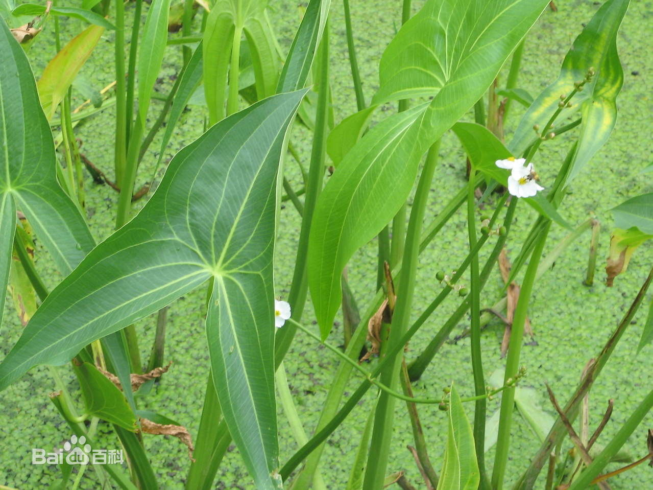这种水生植物叫什么?