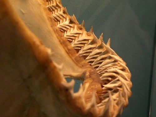 一辈子都在换牙的鲨鱼鳄鱼大象.