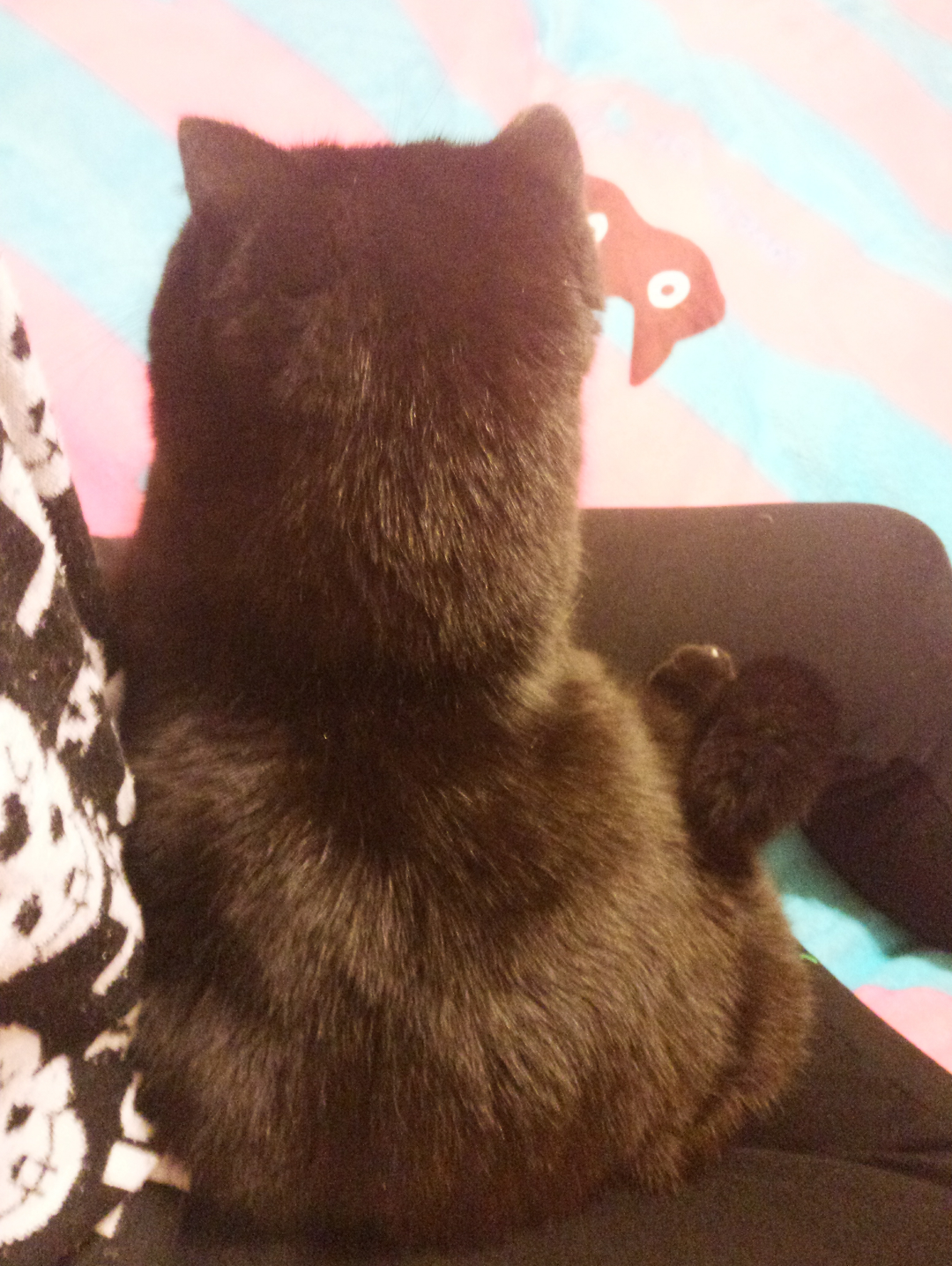 给猫喂药有哪些技巧? - 晴小懒的回答 - 知乎