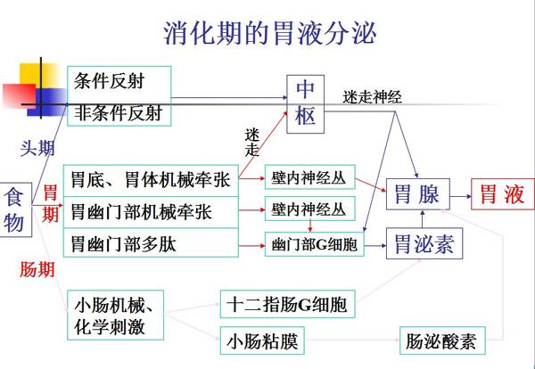 唾液中是否有成分促進胃酸分泌?