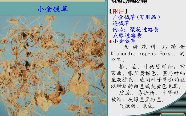 金钱草的功效与作用金钱草图片和价格