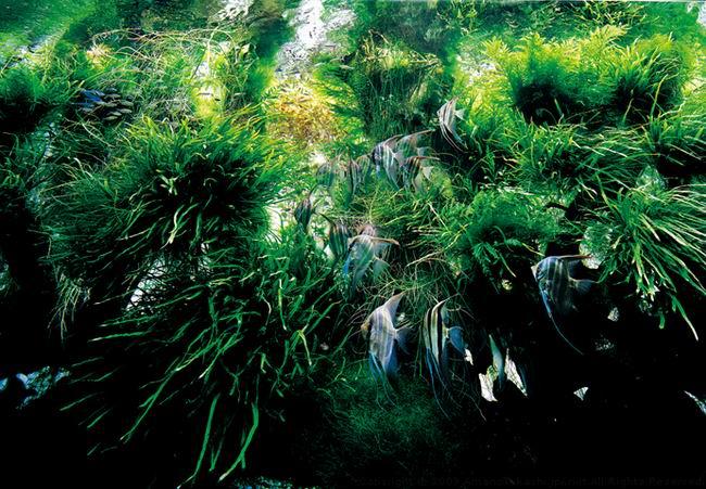 水草造景大师天野尚