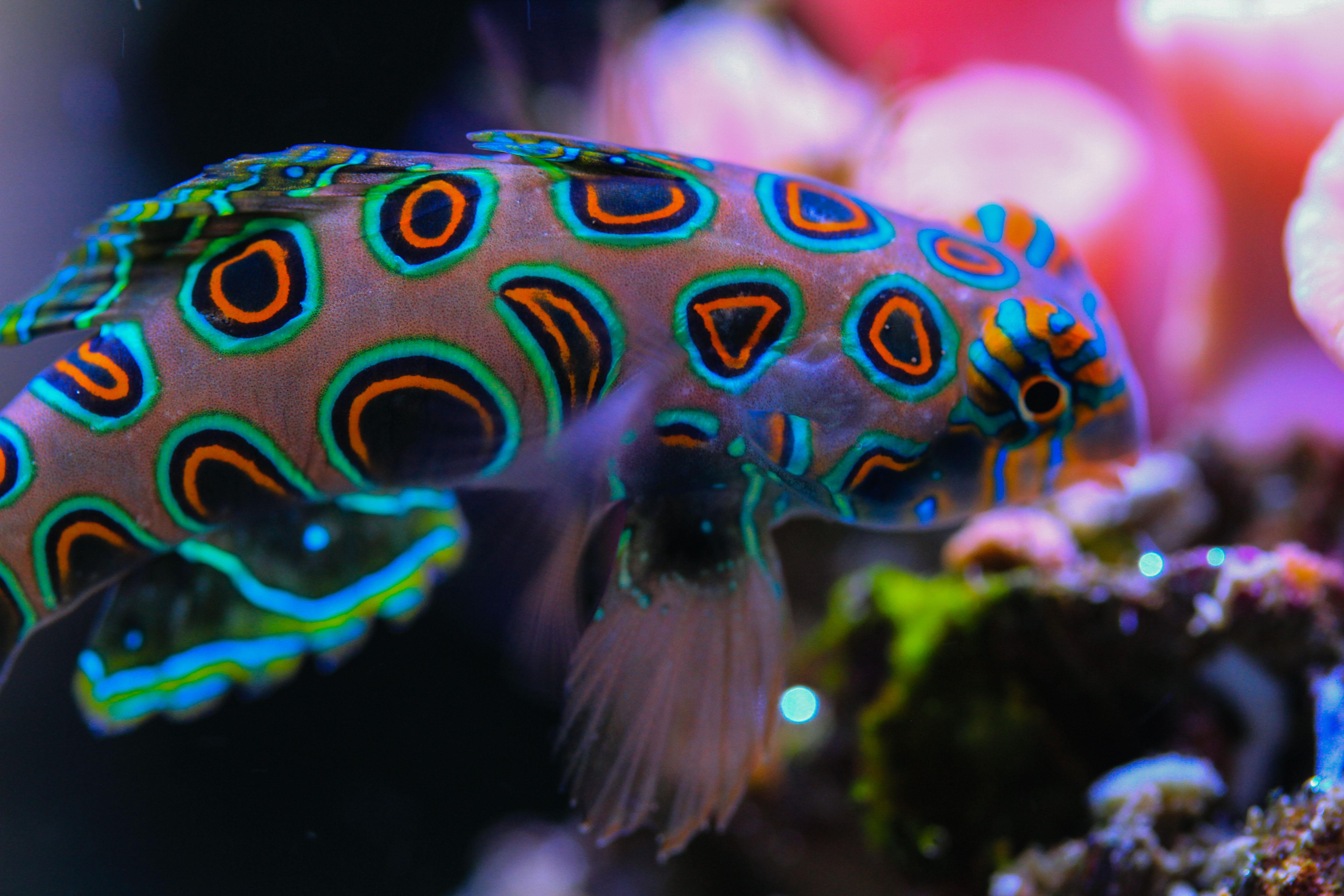 珊瑚礁鱼类到底可以有多高的颜值?大概六层楼那么高吧.