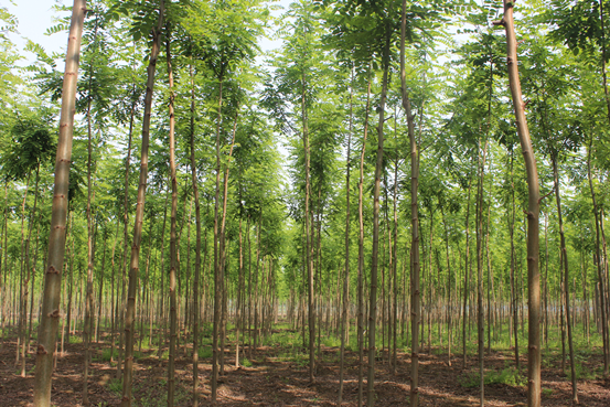 一,造林立地选择与评价从泓森槐生物学特性及其栽培