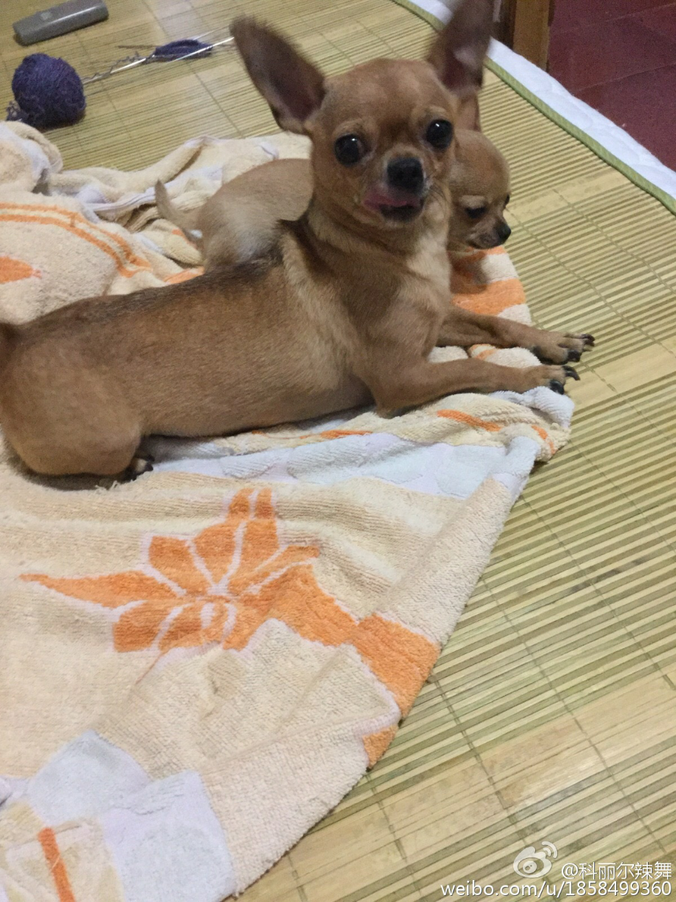 我的吉娃娃不知道和什么狗串的求鉴定