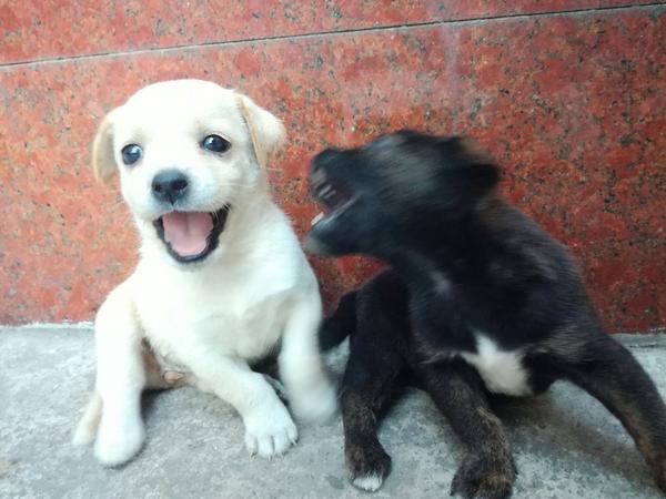 中华田园犬的颜值可以多高?