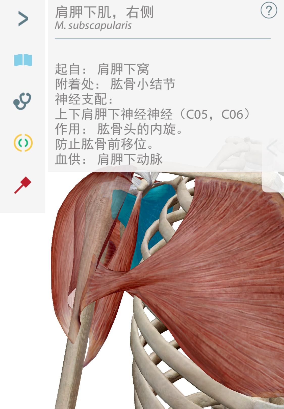 肩康复必要解剖——肩胛关节、肩胸关节主要肌肉群 - 知乎