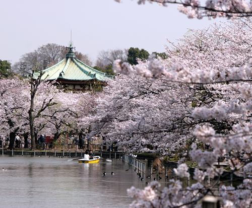 去日本旅游应该准备哪些? - Siri 的回答