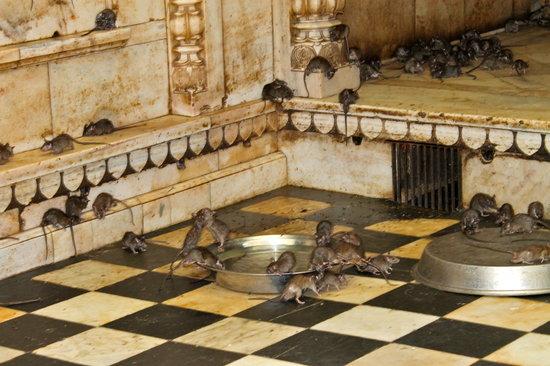 胆小别进进了这座供奉2万只老鼠的印度神庙你能忍住不尖叫么