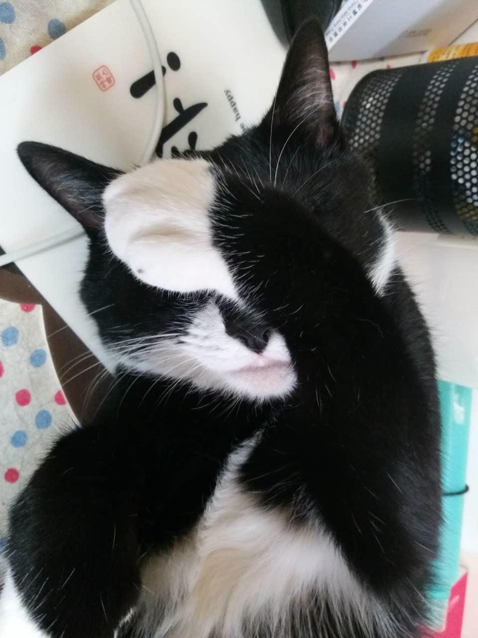 猫为什么怕香蕉? - 动物习性 - 知乎