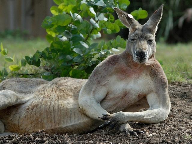 澳洲观——澳大利亚盛产哪些呆萌动物?