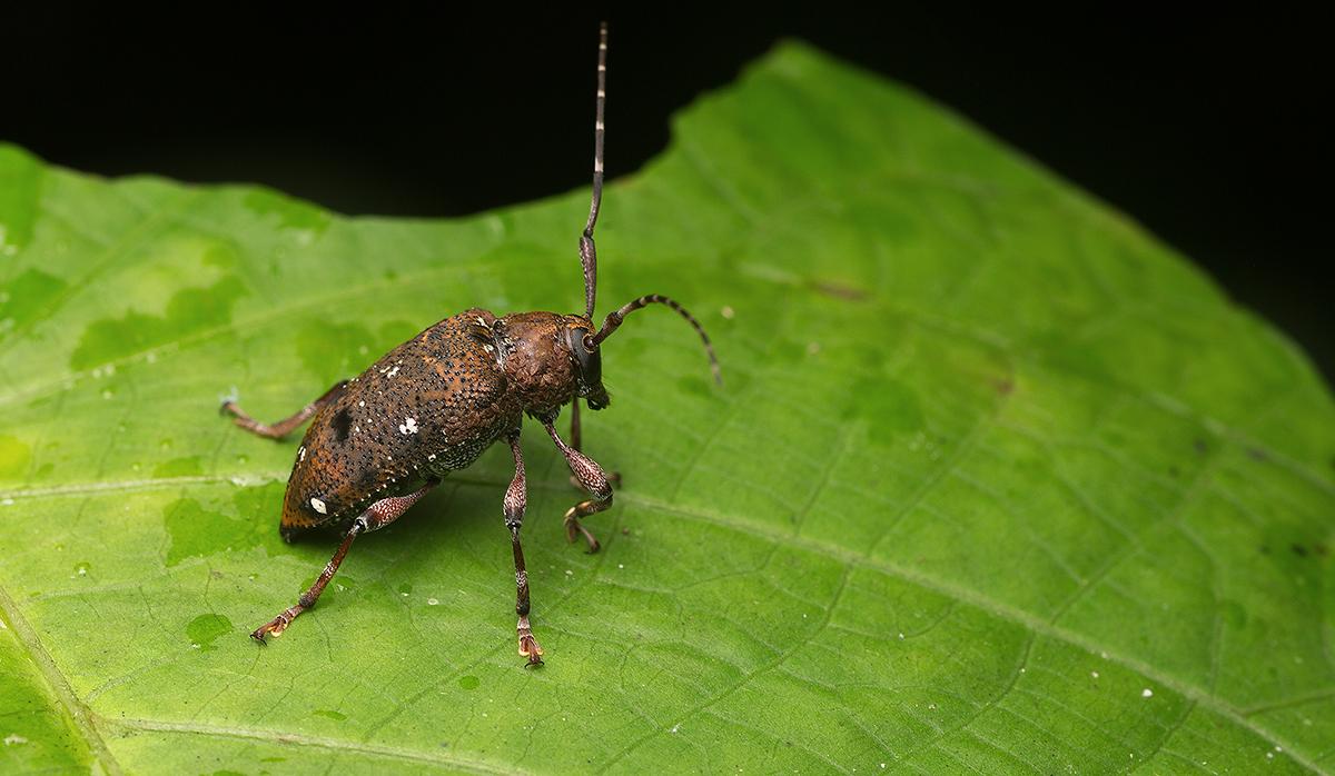nesonotus sp, 当地非常常见的一种螽斯!