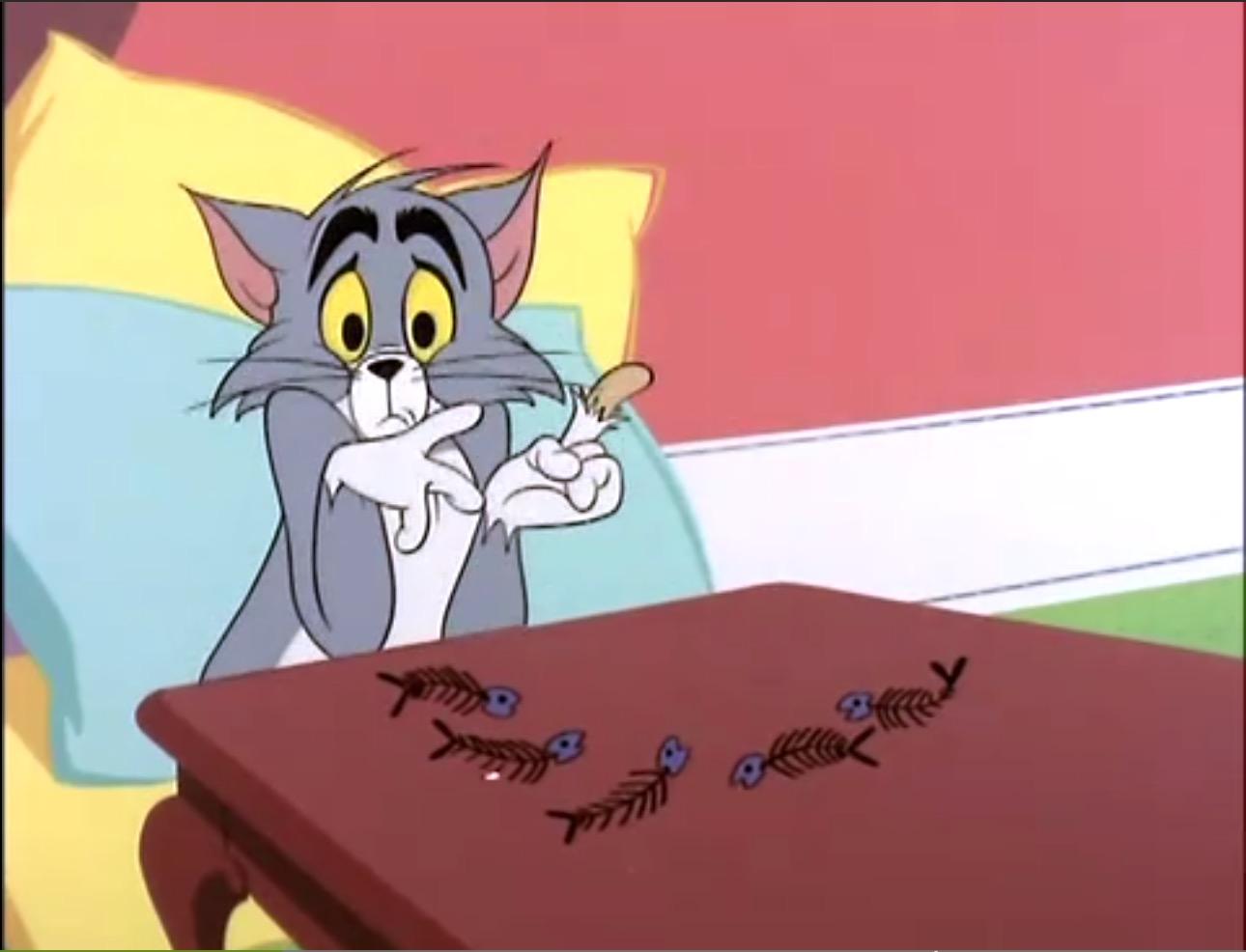 貓和老鼠tomandjerry中的tom貓是什麼品種