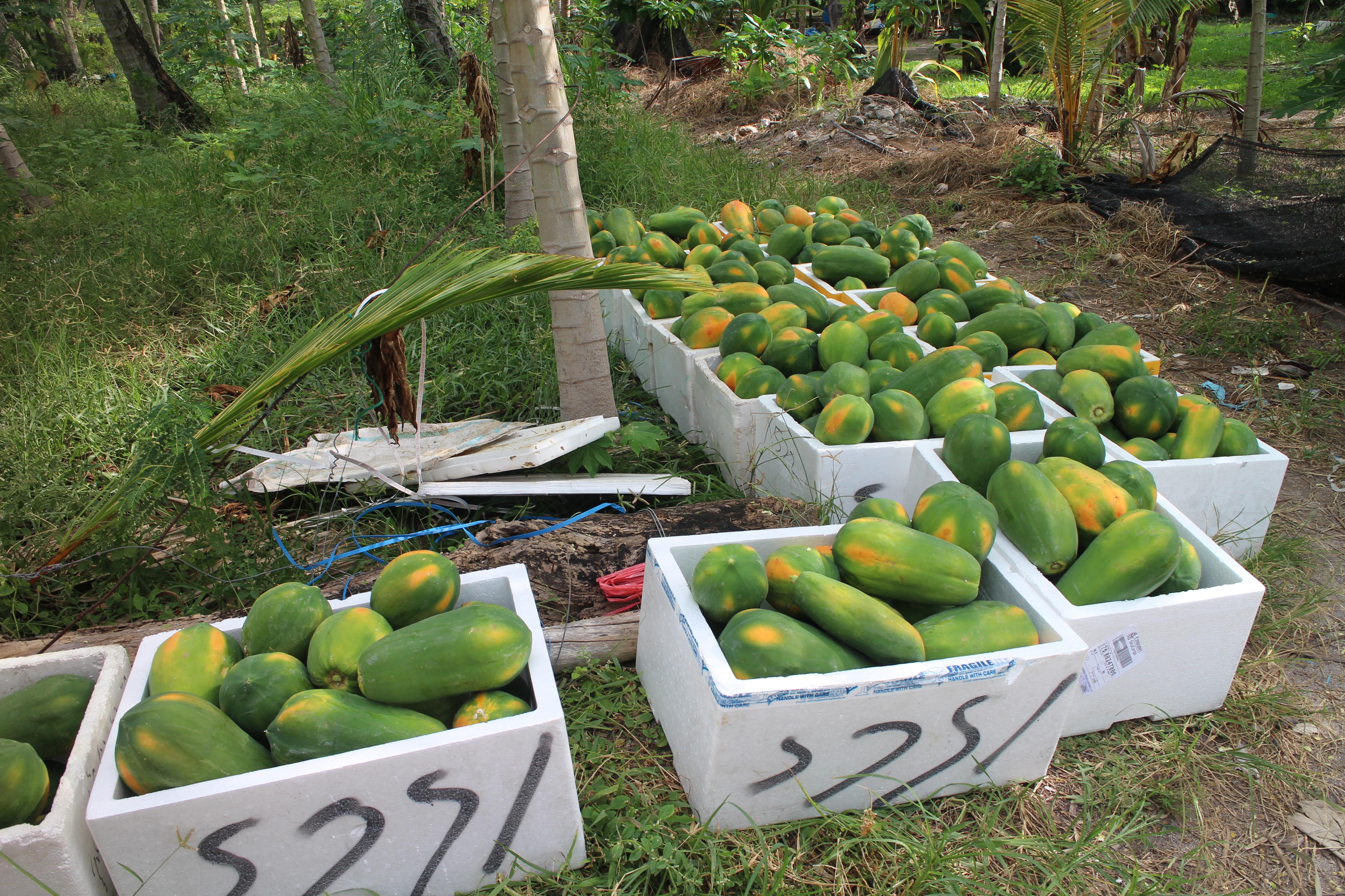 请问君行国际义工协会怎么样? - Forever Ding