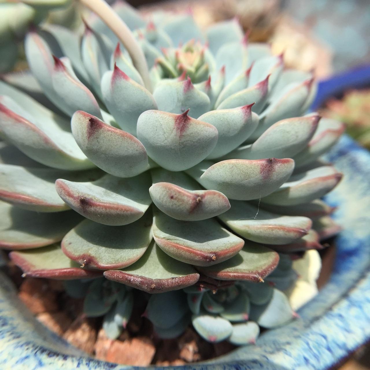 有哪些好看好养的多肉,新手入坑应该养哪些?