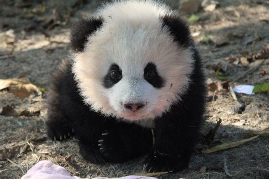 最开始引起注意的是这个视频,这里面的小胖达简直智商爆表:超萌熊猫