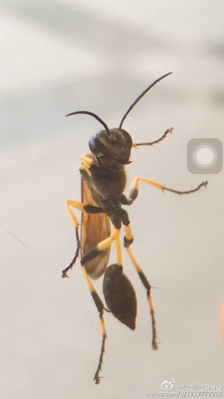 求助这是什么虫子?看着像大蚂蚁,黄黑相间的,