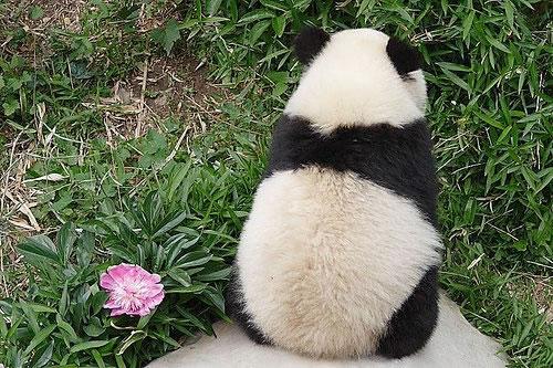 熊猫寂寞的背影图片图片