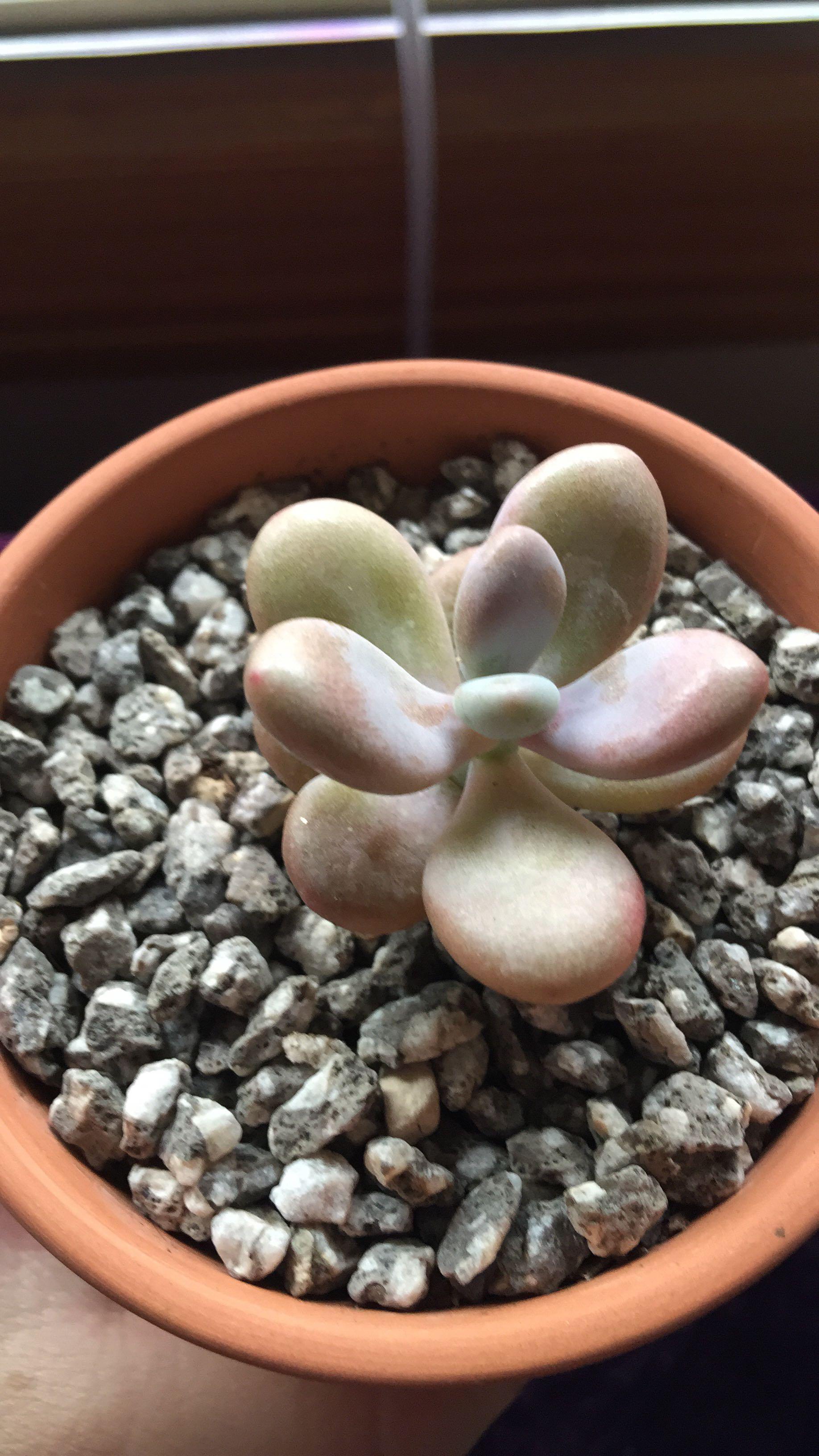 为什么我的桃蛋叶子皱皱的!我浇水了,也没有好转!