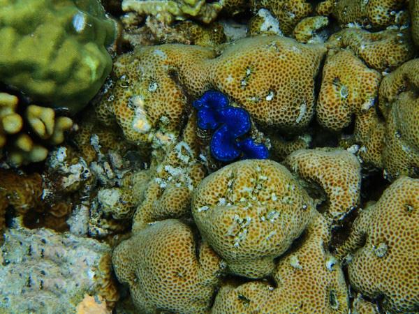 度蜜月选哪个国家比较好?比如:塞班、毛里求斯