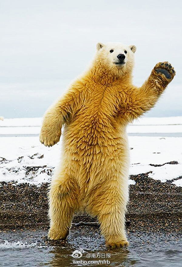 野生动物有哪些「动作」特别萌?