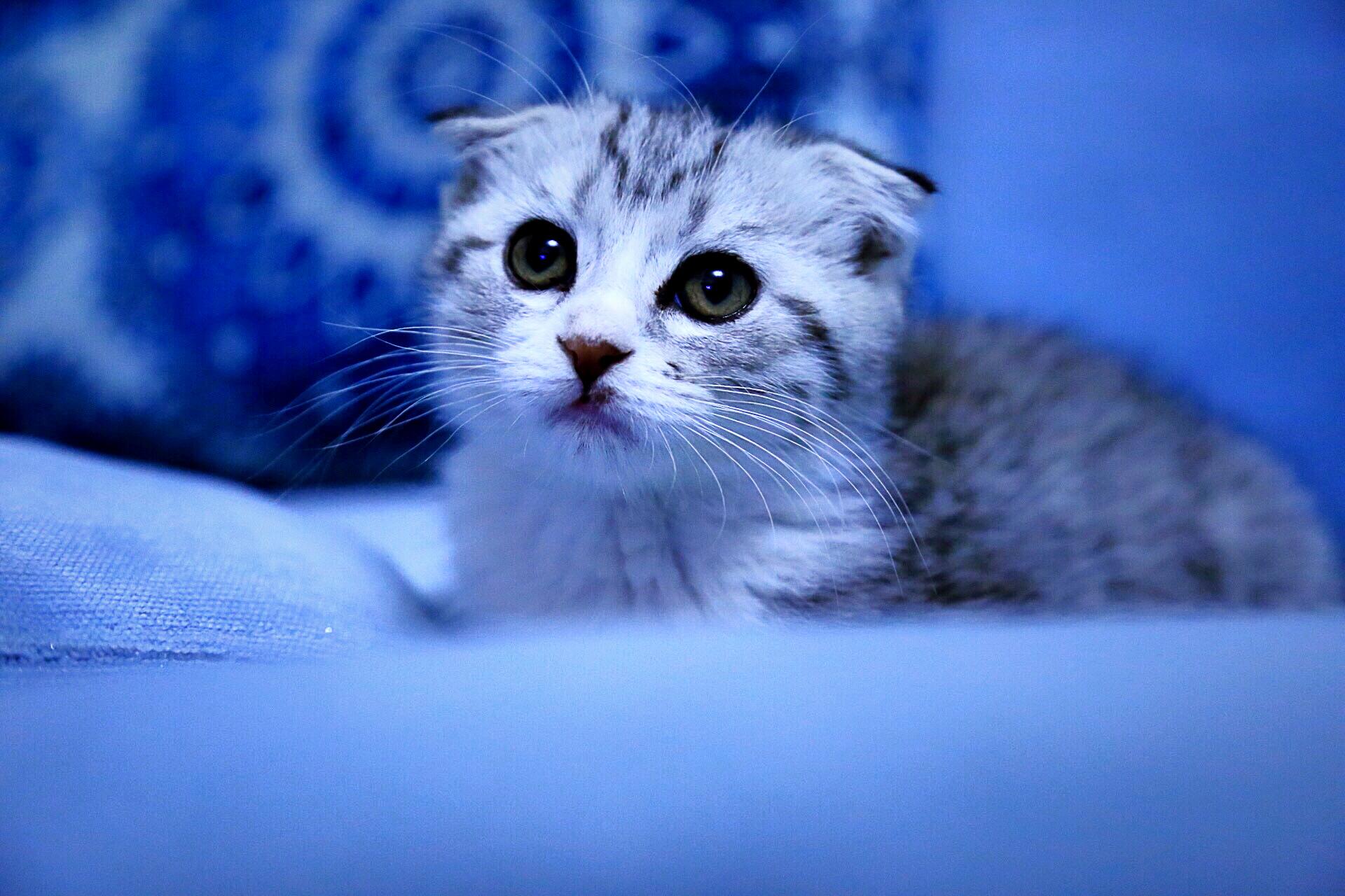 猫咪怎么样才会得猫癣 f79f3d216a6383739b105f135fad527a_r.jpg