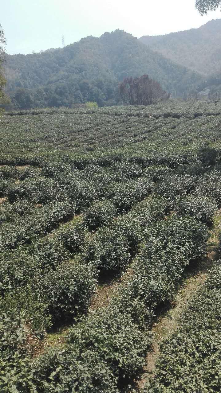 杭州哪里买龙井茶好?