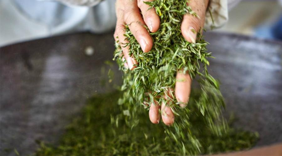  把玩儿>app原创出品绿茶是一种经过杀青(或蒸青),揉捻,干燥(炒,烘或