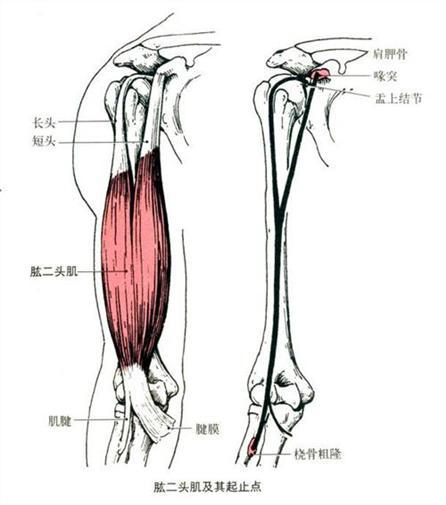 作用:屈和内收肩关节 分布:肱二头肌深面 起:肱骨体下半部的前面